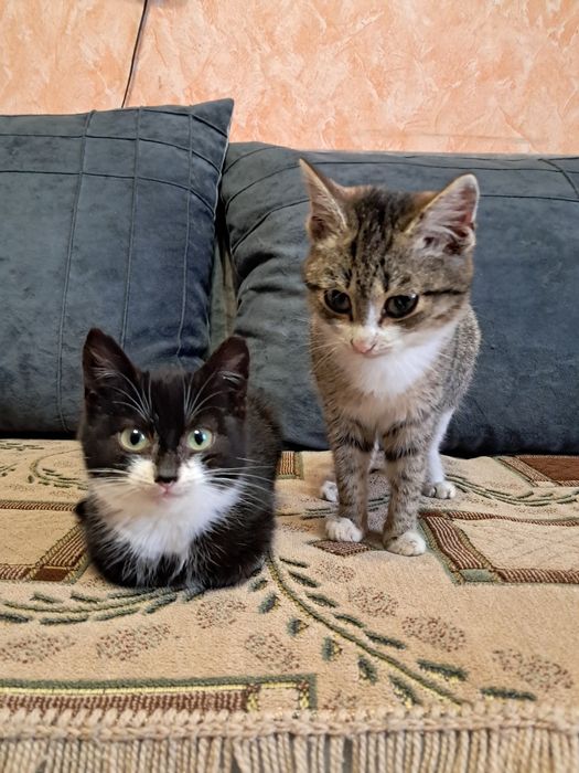 2 котёнка девочки