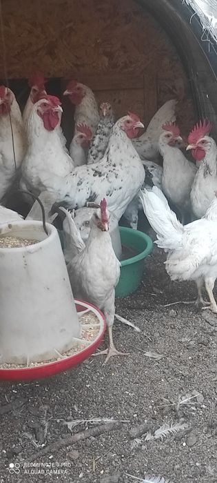 Продам петухов разных