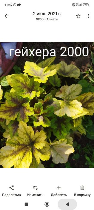 Продам цветы многолетний