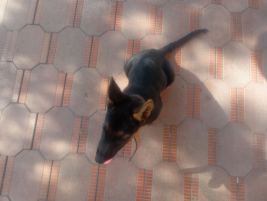 Чистокровная немецкая овчарка