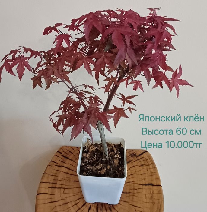 Комнатные цветы!