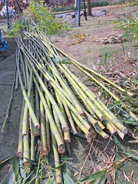 Bețe de bambus  natural de 3m,4m, 5 m