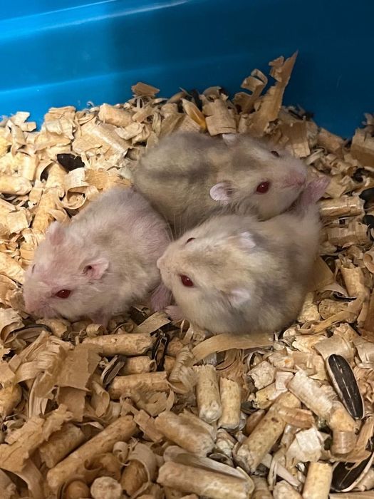 Джунгарский хомячок