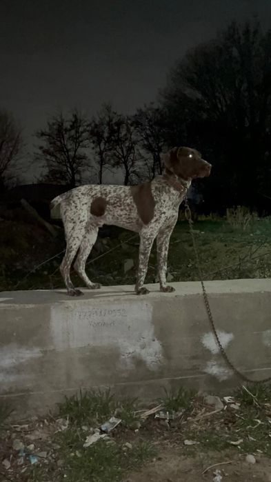 Курдсхаар чистокровный