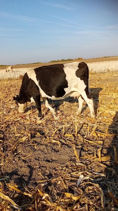 De vanzare 13 vaci la pachet