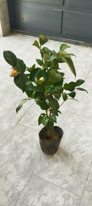 Камелия японский