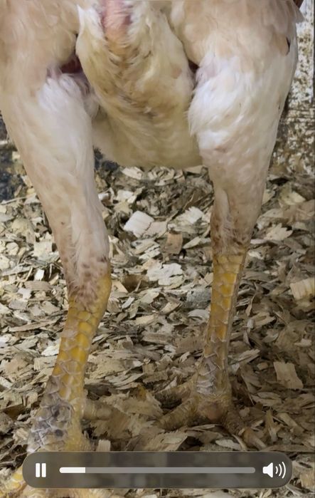 Дакан курочка вэтнам