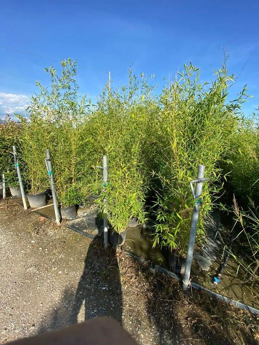 Tei platan stejar rosu