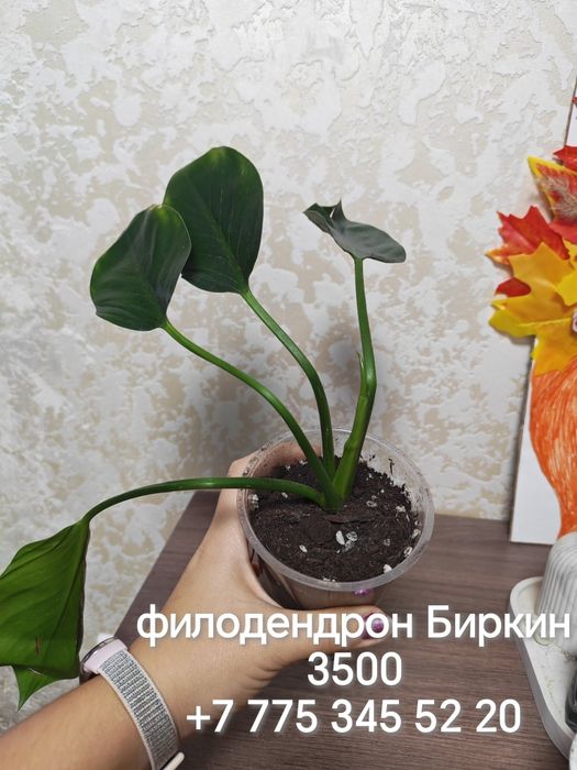 Продаются разные комнатные цветы