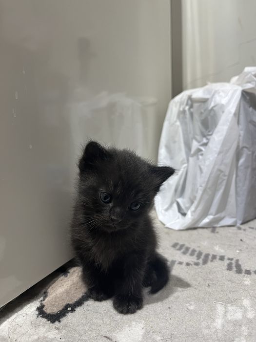 Продается котенок породыстий.