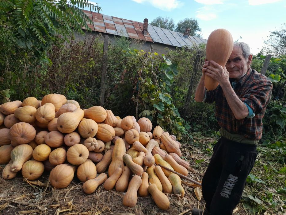 Vând bostani / dovleci plăcintari bio