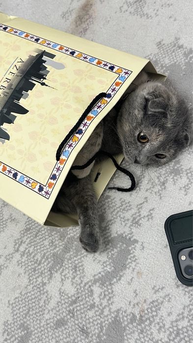 шотландская вислоухая кошка