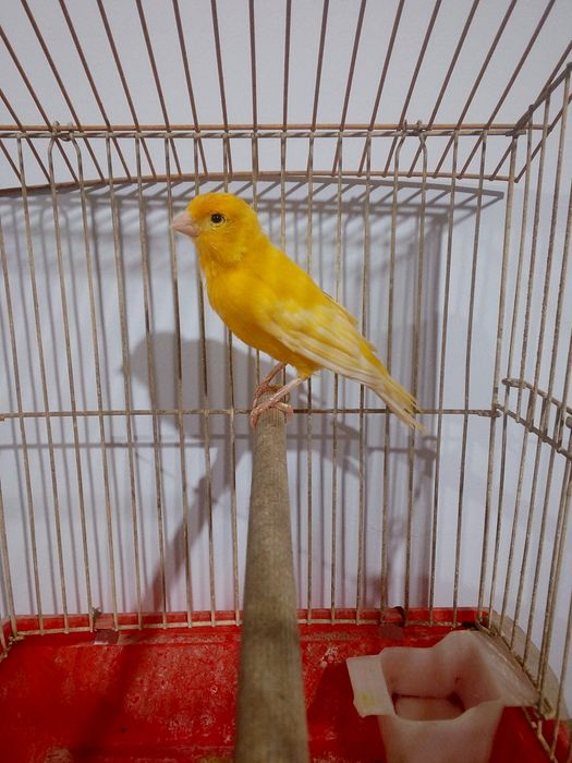 Kanareyka maladoy