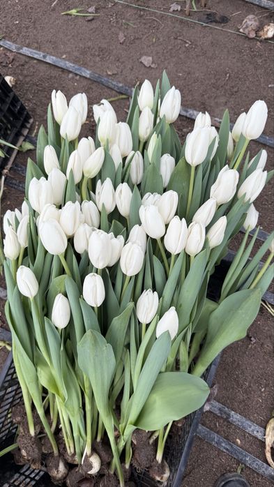 Тюльпан Астана.