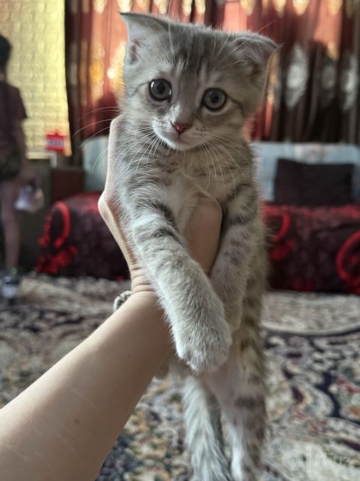 Отдам котенка. .