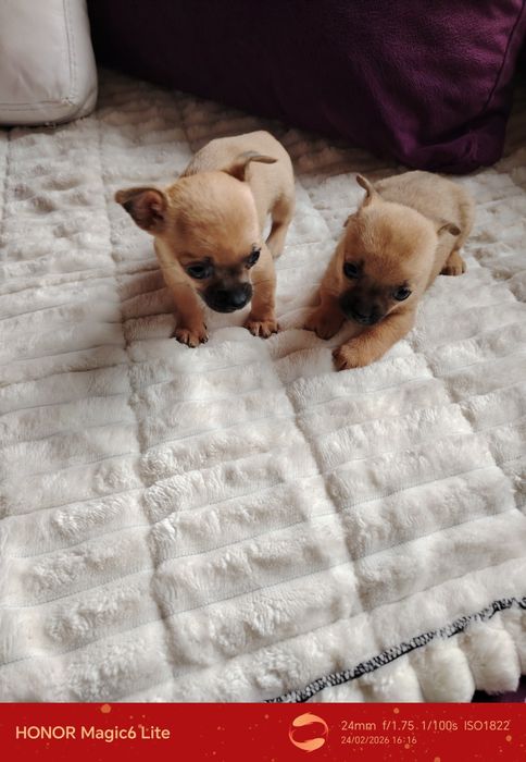 Чаровни мини чихуахуа