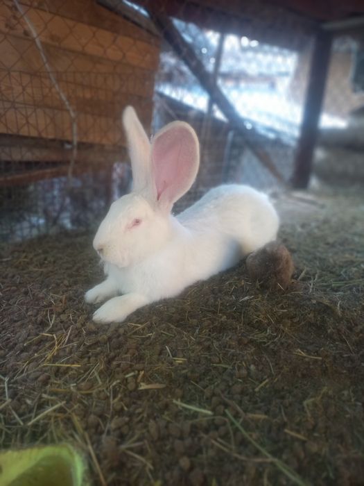 Кролики Фландер ...