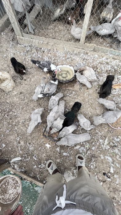 Индаутка окрас лаванда изумруд