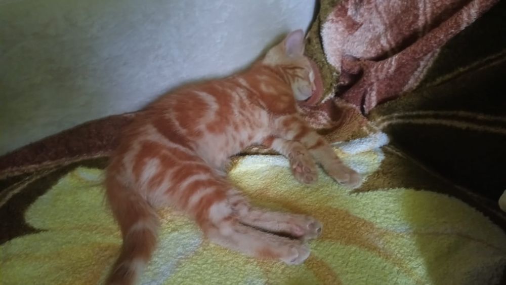 .. Рыжий котёнок..