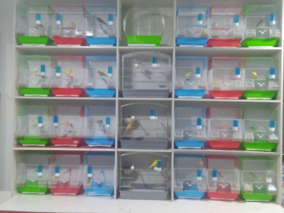 Канарка нар мода ва привазнойлар