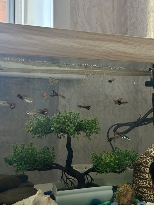 Продам рыбок гуппи и неоны