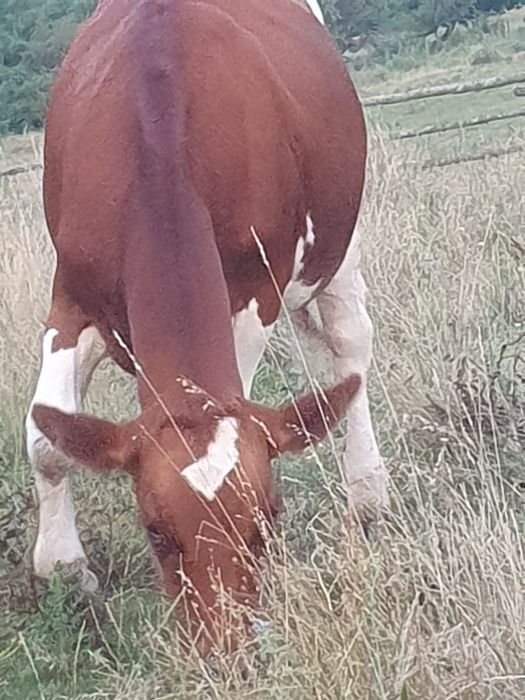 Vând vițea de  1 an