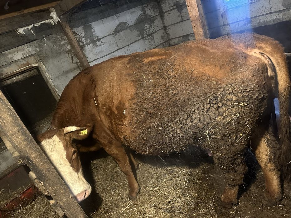 Vand vaca metis Afăta