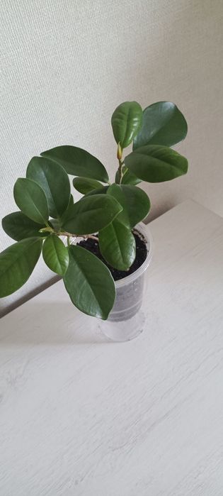 Фикус мокламе (миллионерша)