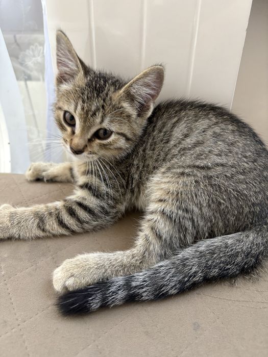 Котенок 2 месяца,