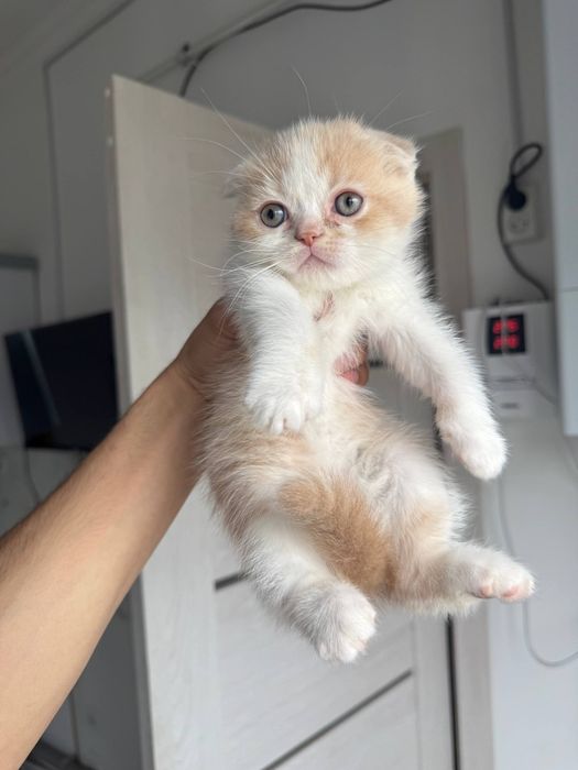 Шотландские кошки продам срочно дёшево