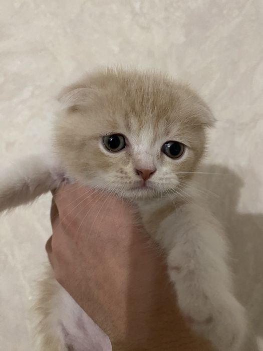 Skotish fold britanskiy zotdor seriy va bejiviy