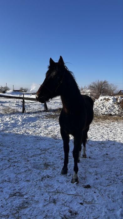 Таза канды тай(полторашка) урғашы