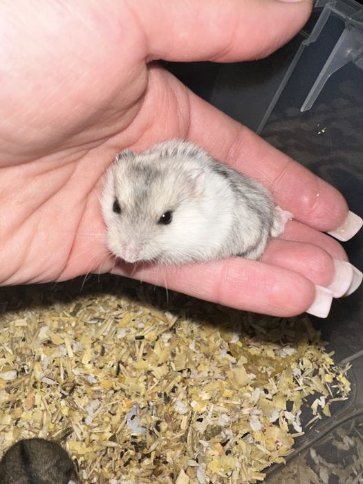 Продам джунгарских хомячков