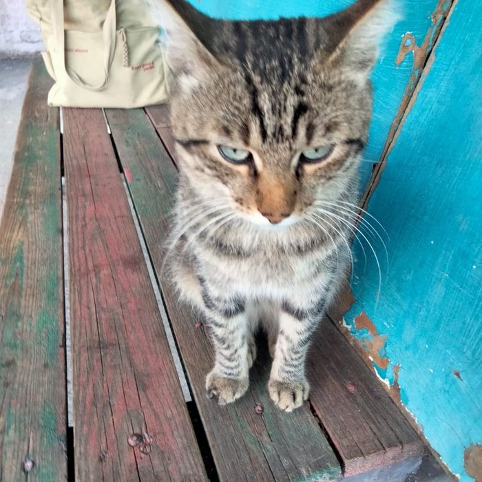Отдадим в добрые руки