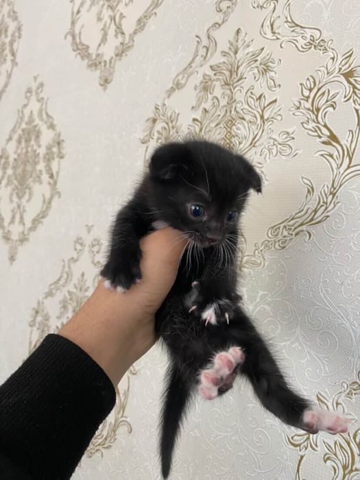 Skotish fold mushuklar