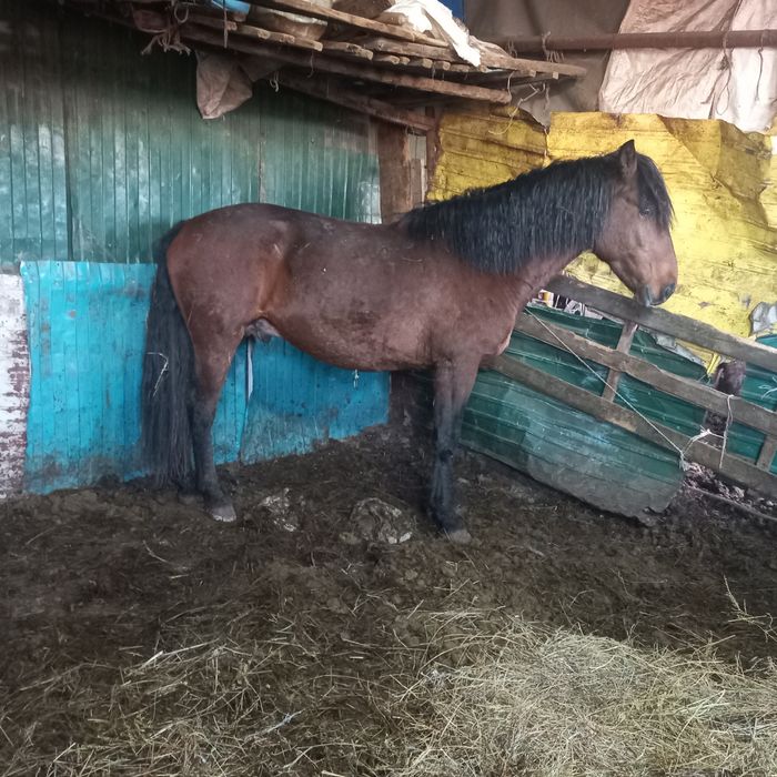 Айғыр  сатылады .  Үиірге түскен