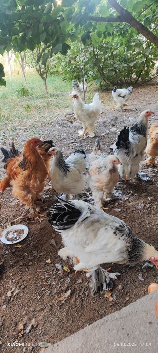 8 oylik brama xórozlar sotiladi (4ta)