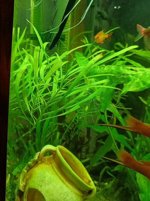 Растение в аквариум