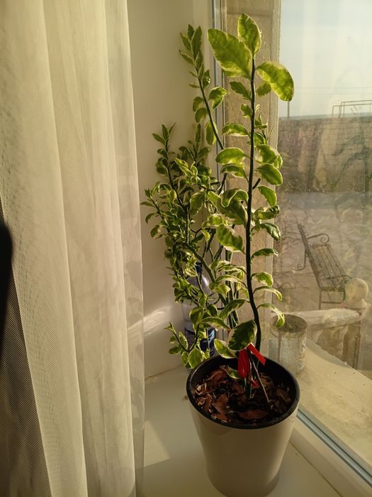 Комнатные растения