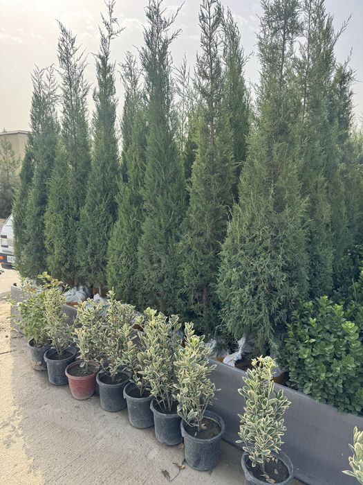 Archa majevenik strishka