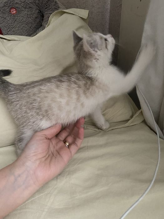 Отдам котенка бесплатно