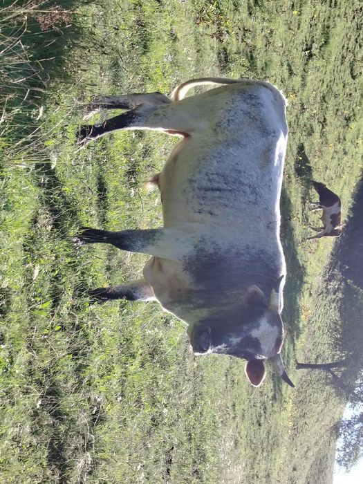 Vând taur belgian