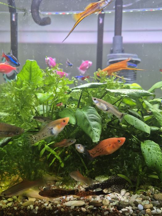 Acvariu Diversa 112L complet plantat – Eheim Professionel 4+ – Twinstar III + pești