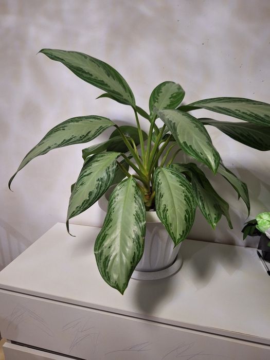 Продам взрослое растение Аглоонема