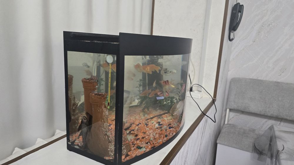 Аквариум с рыбами