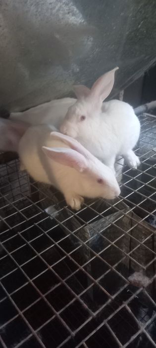 Продаются кролики