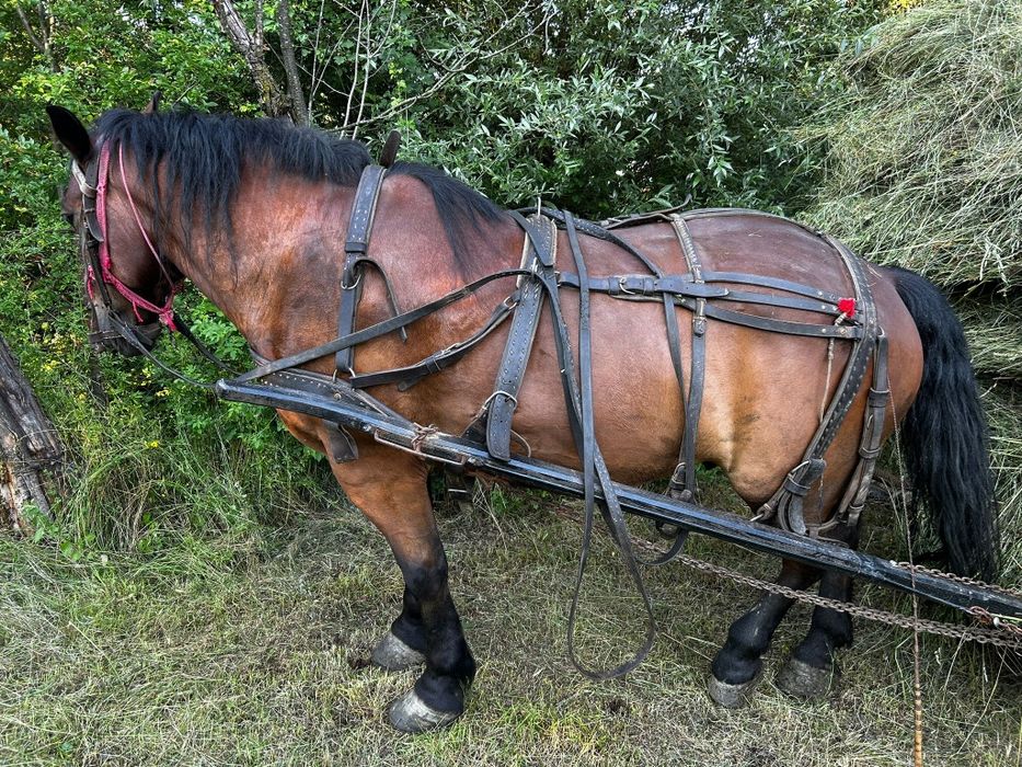 Cal bun de pădure și cuminte