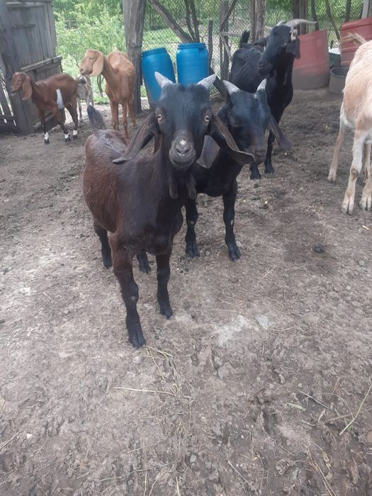 De vanzare capre si iezi  rasa anglo nubian