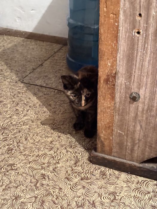 Отдам умных котят в добрые руки