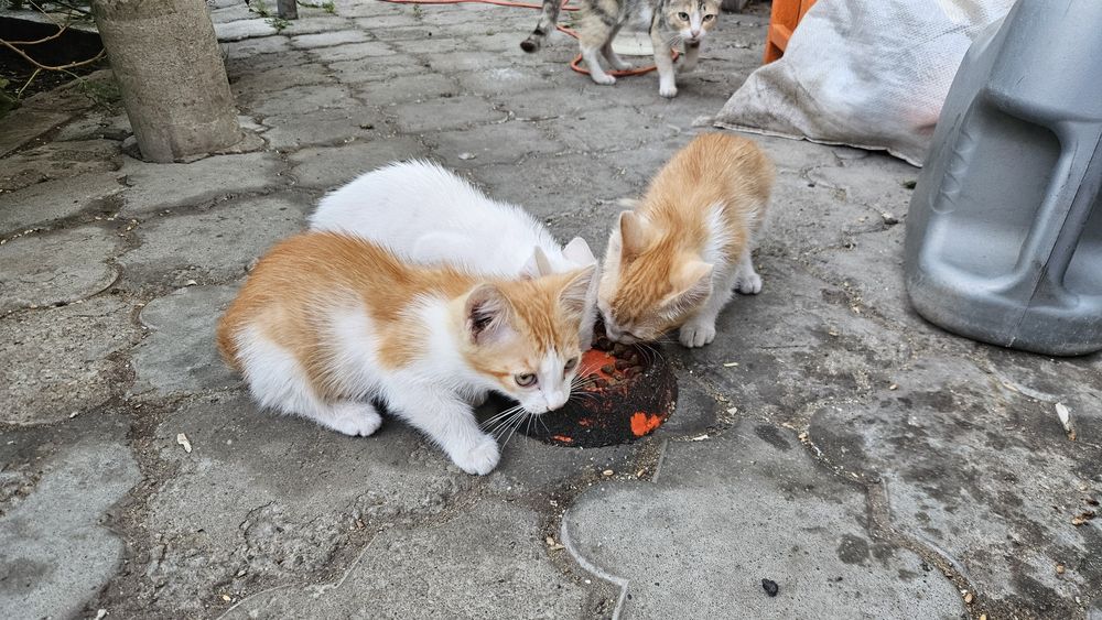Котята бесплатно..
